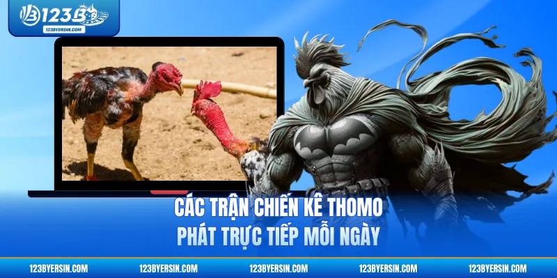 Các trận chiến kê Thomo phát trực tiếp mỗi ngày