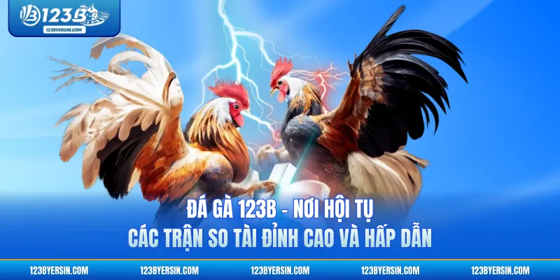 Đá Gà 123B - Nơi Hội Tụ Các Trận So Tài Đỉnh Cao Và Hấp Dẫn